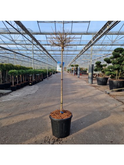 Syringa meyeri 'Palibin' V150cm