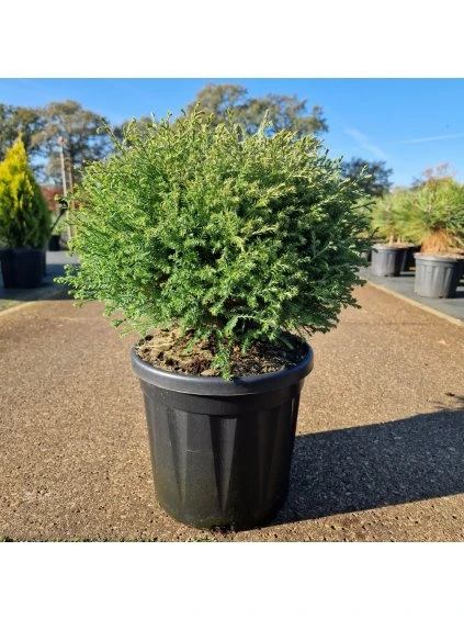 Thuja occidentalis 'Mr. Bowling Ball' V60cm