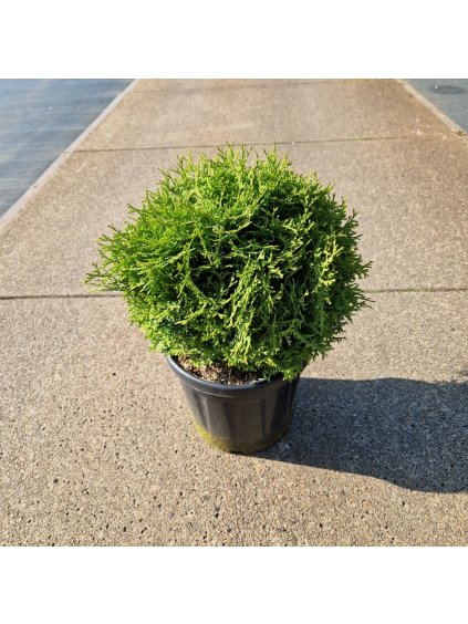 Thuja occidentalis 'Tiny Tim' V50cm