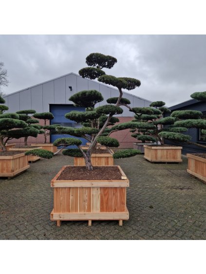 Taxus cuspidata V325cm