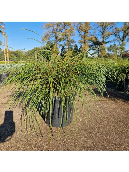 Thuja plicata 'Whipecord' V70cm