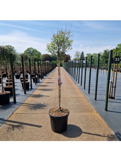 Syringa meyeri Pink Perfume V140cm