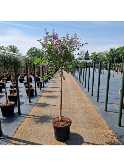 Syringa meyeri Palibin V140cm