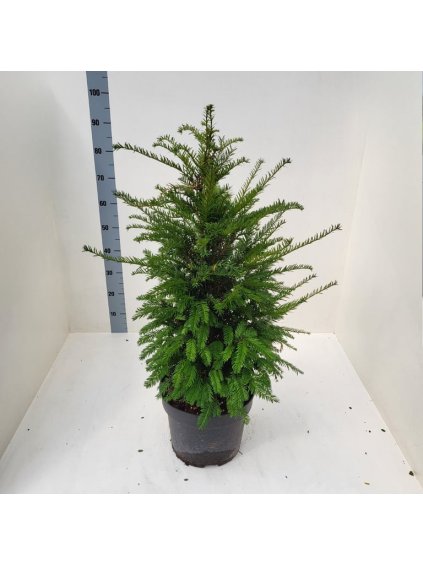 Taxus baccata V60cm