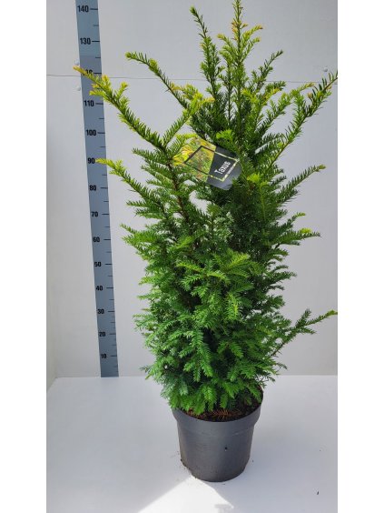 Taxus baccata V80cm