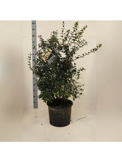 Osmanthus x burkwoodii V80cm