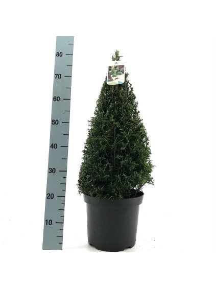 Taxus baccata V80cm