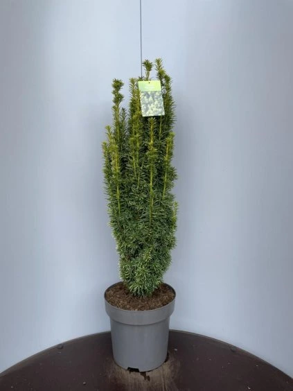 Taxus baccata 'David' V115cm