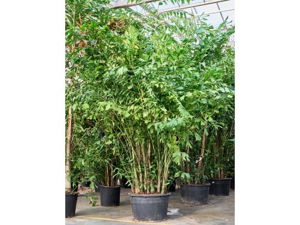 Caryota mitis R85cm V400cm