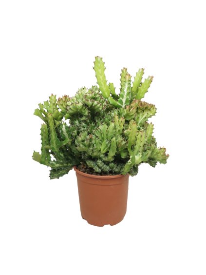 Euphorbia lactea V50cm