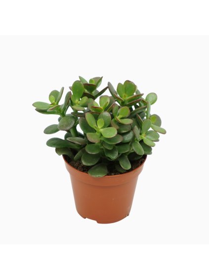 Crassula ovata 'Minor' V10cm