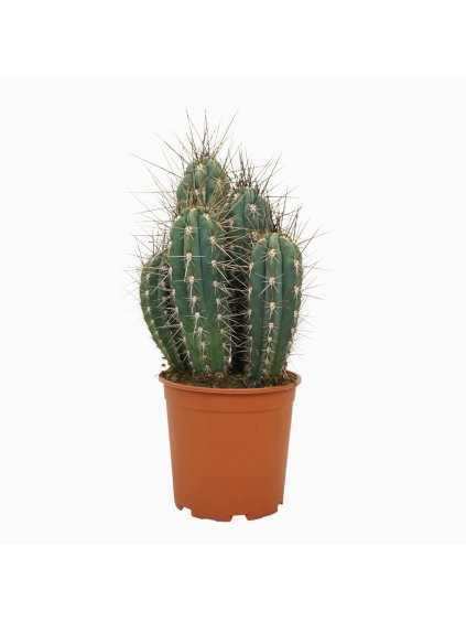 Stetsonia coryne V40cm