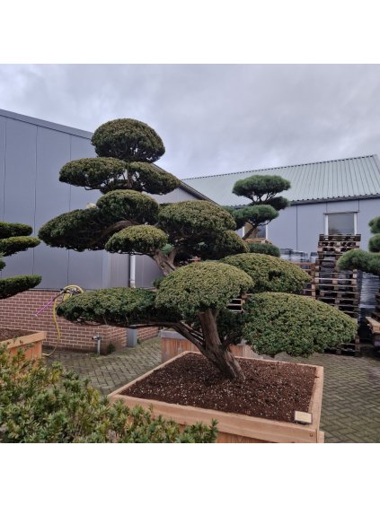 Taxus cuspidata V350cm