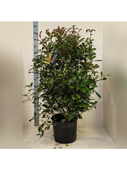 Photinia overig V125cm