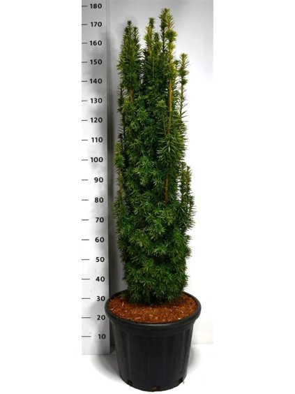 Taxus baccata 'David' V175cm