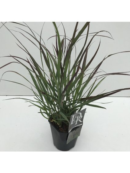 Panicum virgatum 'Squaw' V30cm