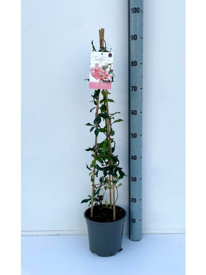 Trachelospermum jasminoides V90cm