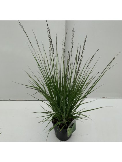 Molinia caerulea 'Edith Dudszus' V40cm