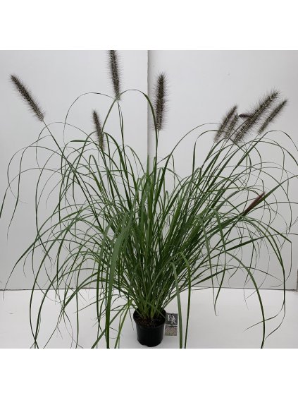 Pennisetum 'Red Head' V50cm