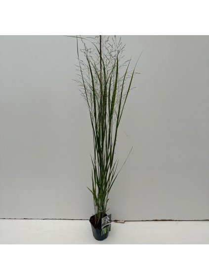 Panicum virgatum 'Northwind' V80cm