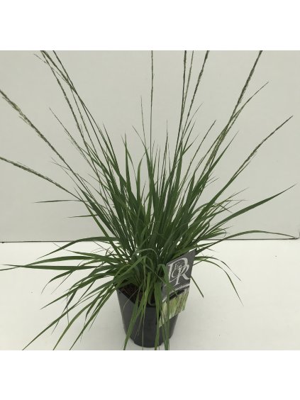 Molinia caerulea 'Moorhexe' V30cm