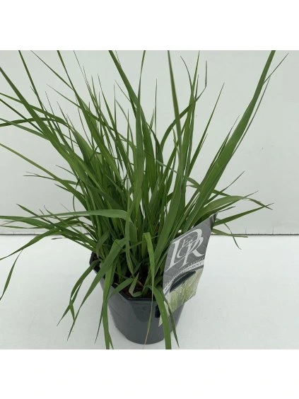 Molinia arundinacea 'Transparent' V40cm