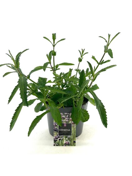 Verbena bonariensis V50cm