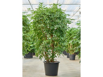 Schefflera arboricola 'Compacta' V230cm
