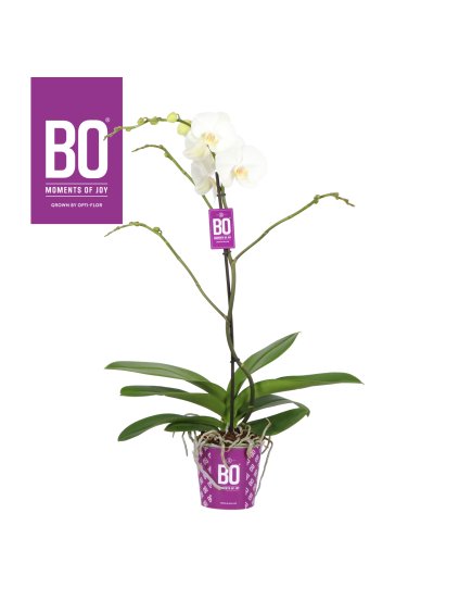 Phalaenopsis King V60cm