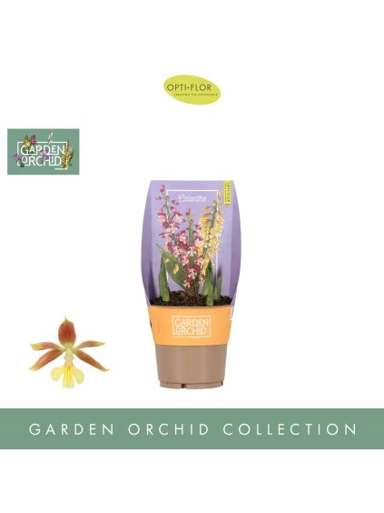 Garden Orchid Calanthe V35cm