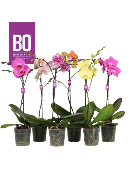 Phalaenopsis Funda Bo Collection mix V50cm
