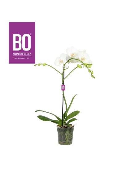 Phalaenopsis Funda Bo Collection V50cm