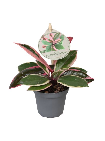 Hoya Flamingo DreamD