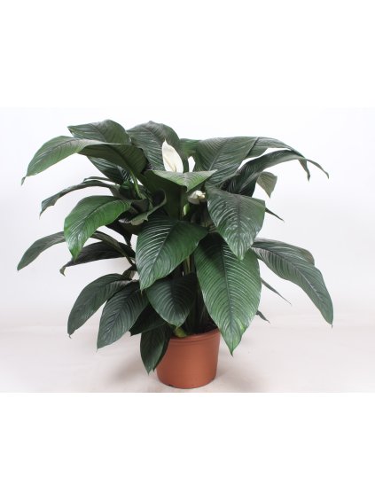 Spathiphyllum 'Sensation' V150cm
