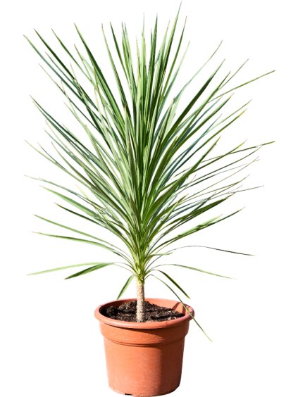 Cordyline australis 'Peko' V160cm