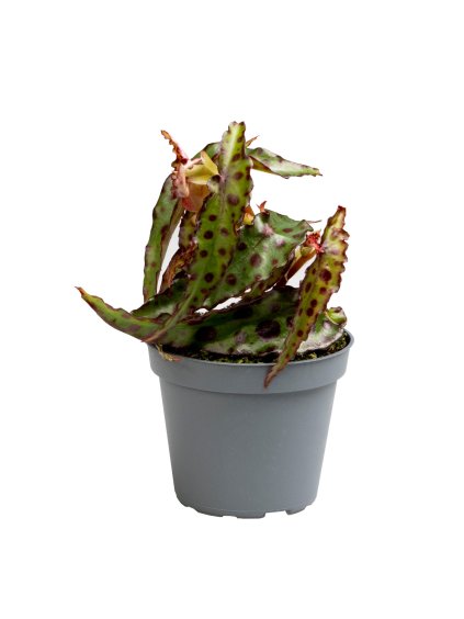 Begonia Amphioxus V12cm