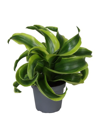 Dracaena fragrans 'Tornado' V12cm