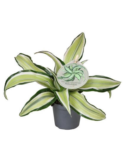 Dracaena fragrans 'Malaika' V12cm