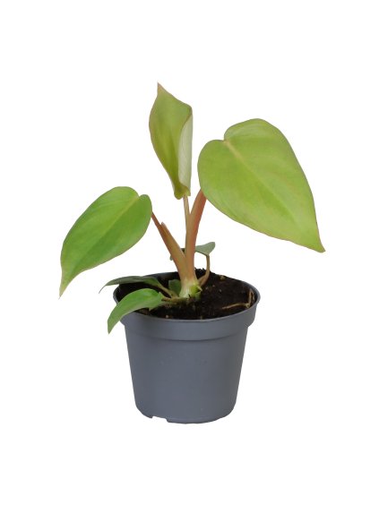 Philodendron 'McDowell' V12cm