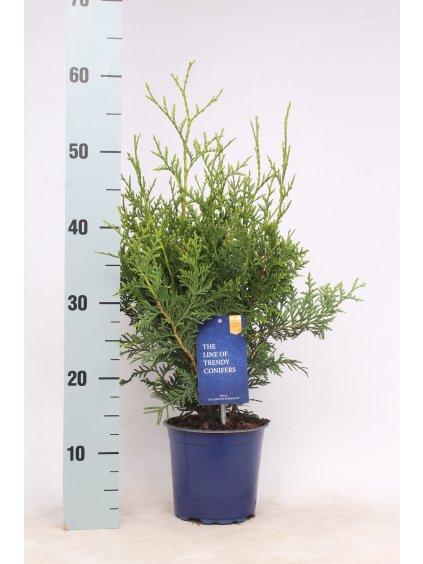 Thuja occidentalis 'Brabant' V60cm
