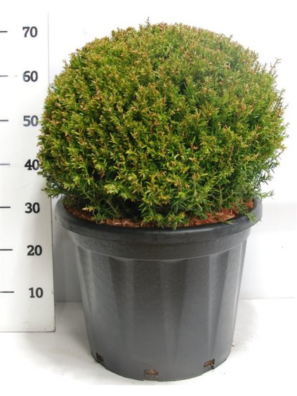 Taxus baccata V70cm