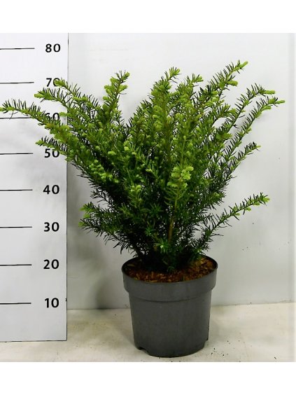 Taxus overig V70cm