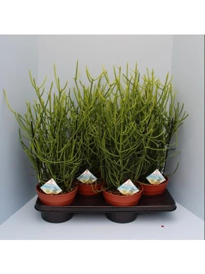 Euphorbia tirucalli V55cm