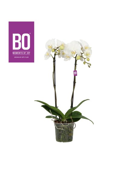 Phalaenopsis King Bo Collection V80cm