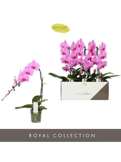 Phalaenopsis Formidablo Havasu Falls V60cm