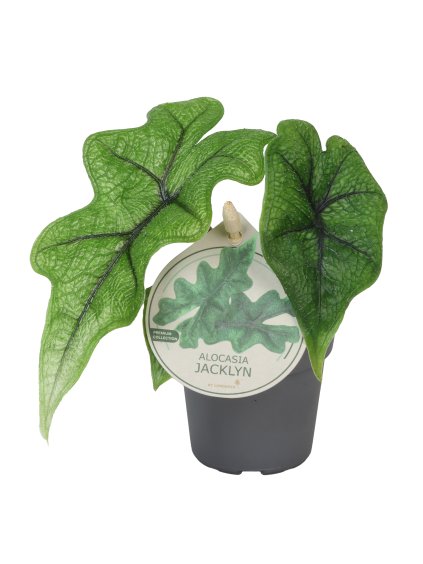 Alocasia Jacklyn V10cm