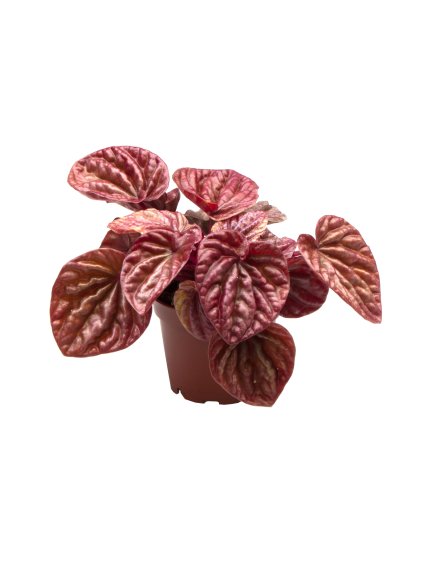 Peperomia caperata 'Quito' V10cm