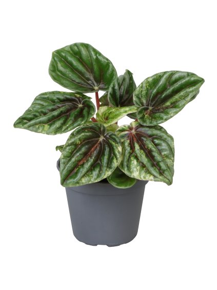 Peperomia caperata 'Buenos Aires' V10cm