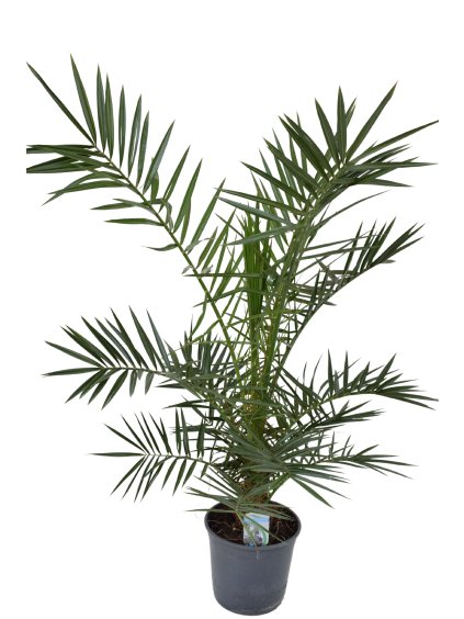 Phoenix canariensis V110cm