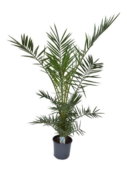 Phoenix canariensis V150cm